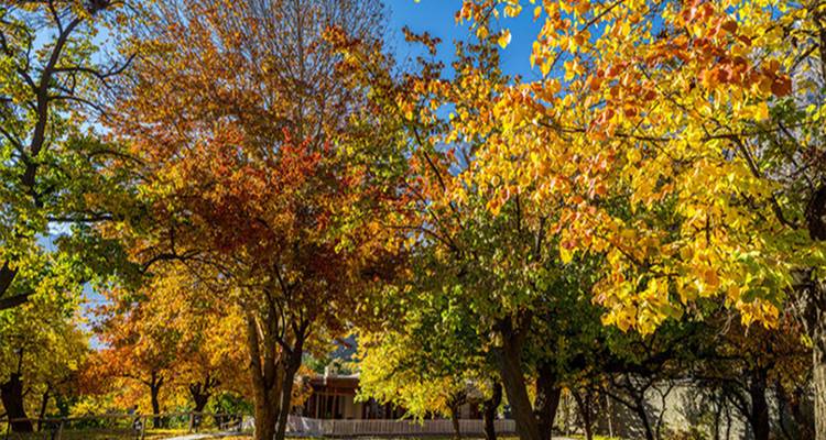 Jardín bordeado de árboles otoñales amarillos y rojos vibrantes bajo un cielo despejado