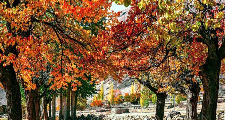Vibrantes árboles de otoño se arquean sobre un sendero rural con montañas distantes al fondo