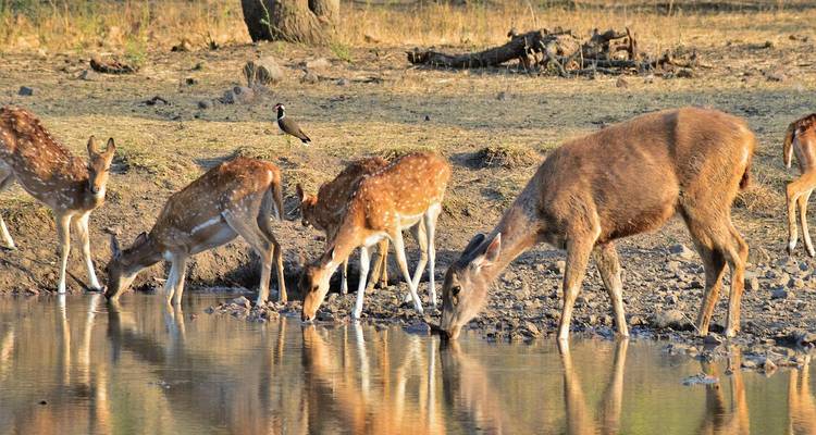 Un troupeau de cerfs tachetés s'abreuve paisiblement à un point d'eau, avec des reflets scintillant à la surface.