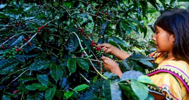 Mujer joven cosechando cerezas de café rojas maduras de plantas de café verde y exuberante.
