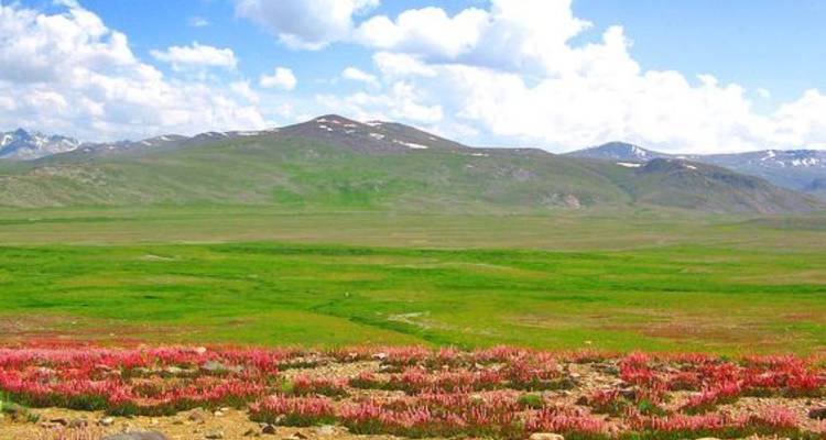 Vaste plateau alpin parsemé de fleurs sauvages roses sous des collines ondulantes et un ciel bleu.