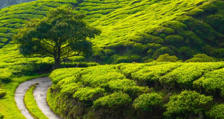 Üppige grüne Teeplantagen mit einem gewundenen Fußweg und einem einsamen Schattenbaum am Hang.
