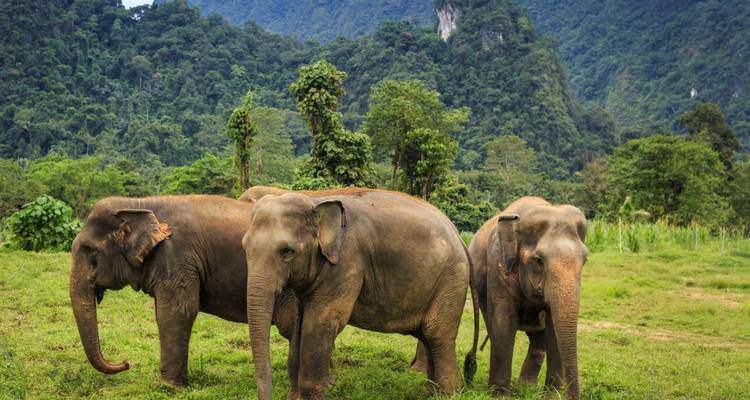 Trois éléphants d'Asie debout sur l'herbe verte avec des collines couvertes d'une jungle dense en arrière-plan.