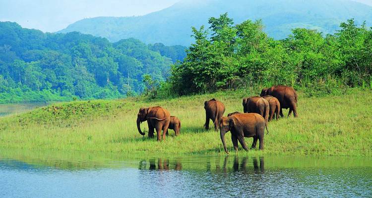 Troupeau d'éléphants paissant au bord d'un lac entouré d'une végétation luxuriante et de collines lointaines.