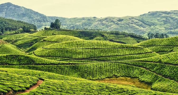 Des plantations de thé vert émeraude ondulantes couvrant des collines en terrasses sous une douce lumière du soleil.