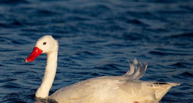 Witte zwaan-achtige watervogel met een felrode snavel glijdt door donkerblauw water.
