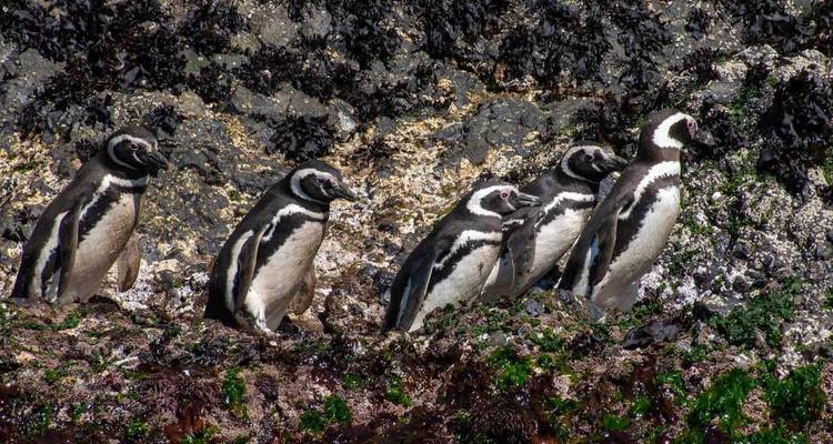Een rij Magelhaenpinguïns staat op een rotsachtige, met zeewier bedekte richel.