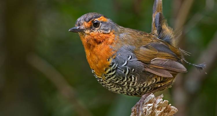 Close-up van een kleurrijke bosvogel met oranje borst zittend op een met korstmos bedekte tak.