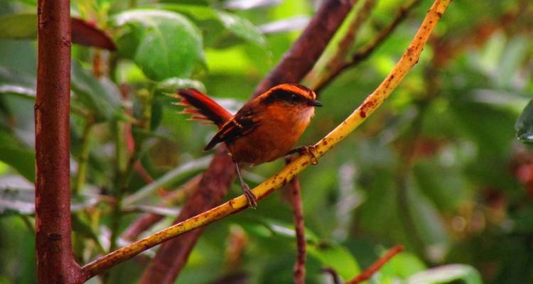 Kleine oranjebruine zangvogel balanceert op een dunne gele tak te midden van weelderig gebladerte.