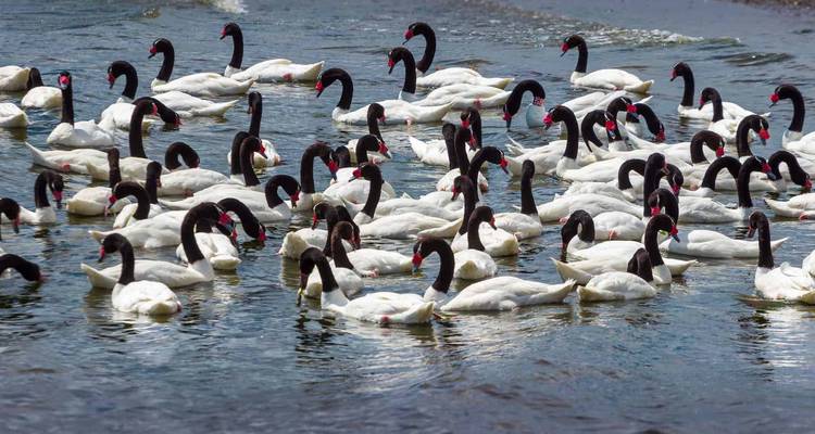 Tientallen zwartnekzwanen verzamelen zich op kabbelend water.
