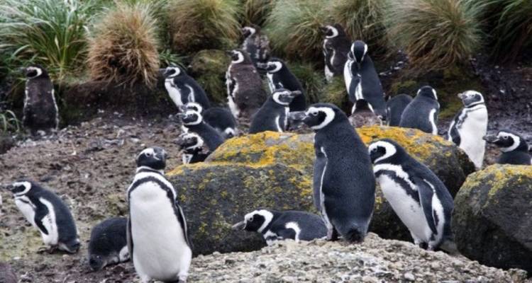 Grote kolonie pinguïns verzamelt zich op modderige grond tussen graspollen en rotsblokken.