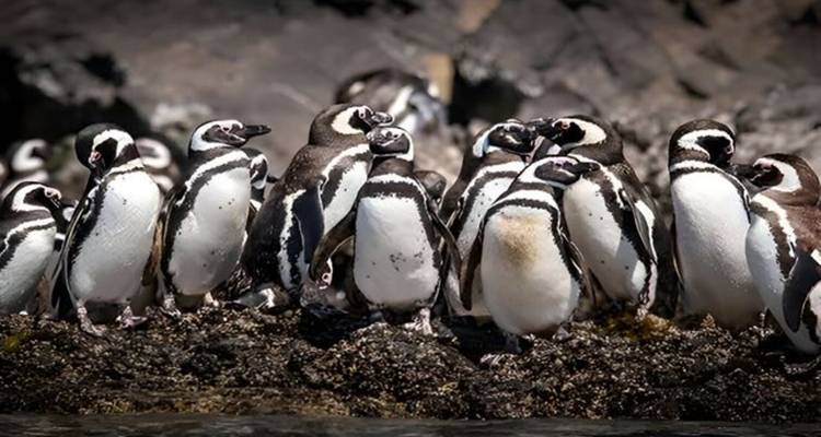 Gruppe von Humboldt-Pinguinen, die auf felsigem Ufer stehen und auf das Meer hinausblicken.