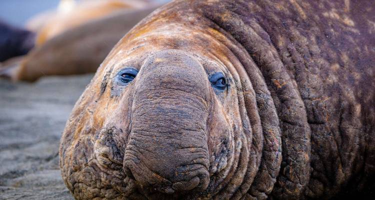 Nahaufnahme-Porträt einer Seeelefantin, die am sandigen Strand ruht, ausdrucksstarke Augen blicken zur Kamera.