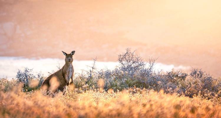 Un kangourou se dresse dans l'herbe dorée au lever du soleil avec un ciel pastel doux.