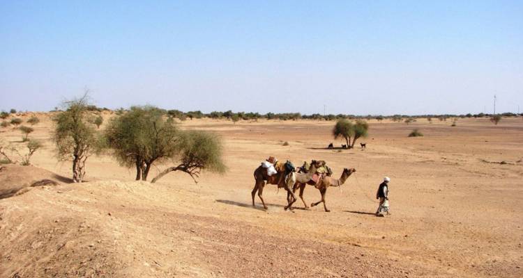 Un chameau solitaire et son guide traversent une plaine sablonneuse aride parsemée d'arbustes résistants.