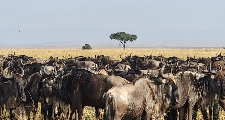 Gran manada de ñus parados muy cerca unos de otros en la sabana herbosa con un árbol de acacia solitario en la distancia