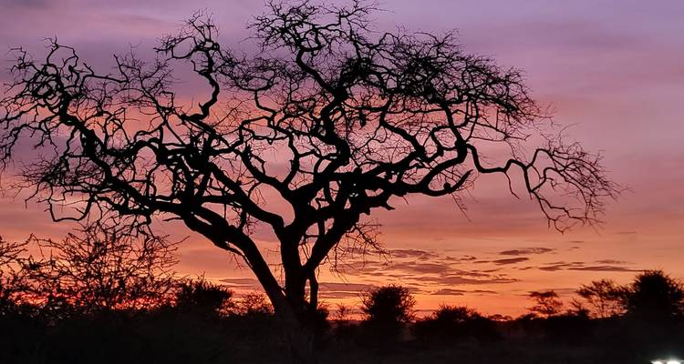 Silueta de árbol sin hojas contra un cielo de amanecer naranja y púrpura vívido