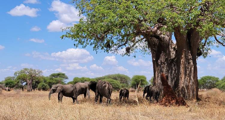 Familia de elefantes alimentándose cerca de un árbol baobab masivo bajo el cielo azul