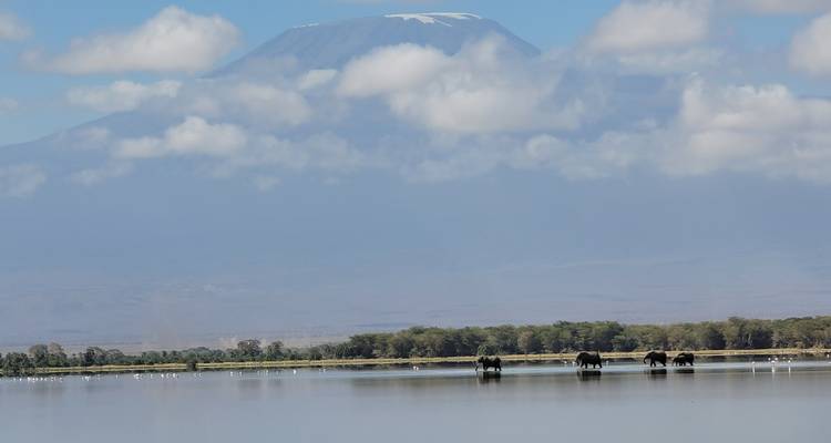 Elefantes vadeando a través de un lago poco profundo con el Monte Kilimanjaro cubierto de nieve elevándose detrás