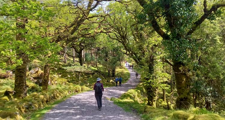 Des marcheurs sur un sentier forestier ombragé avec un sol couvert de mousse et des branches d'arbres tortueuses.