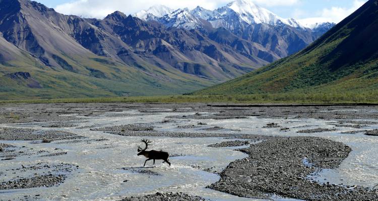 Een eenzame karibu die over gevlochten riviervlaktes loopt met torenhoge met sneeuw bedekte Alaska Range bergen op de achtergrond.