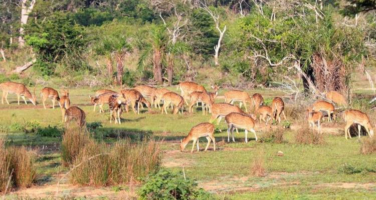 Herde gefleckter Hirsche, die auf offenem Grasland grasen, umgeben von lichtem Waldland.
