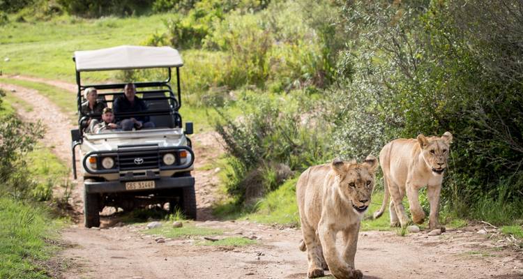 Véhicule de safari ouvert observe deux jeunes lions se promenant le long d'un sentier de terre dans la brousse verdoyante.