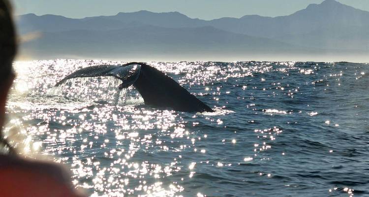 De l'eau scintillante entoure la queue plongeante d'une baleine avec des montagnes lointaines sous un soleil éclatant.