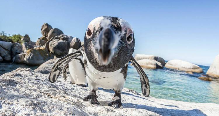 Un manchot du Cap curieux regarde vers l'objectif sur des rochers de granit lumineux près d'une eau turquoise claire.