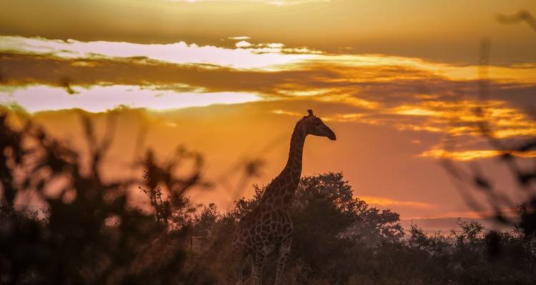 Silhouette d'une girafe se dresse contre un ciel de lever de soleil orange vibrant au-delà de la brousse.