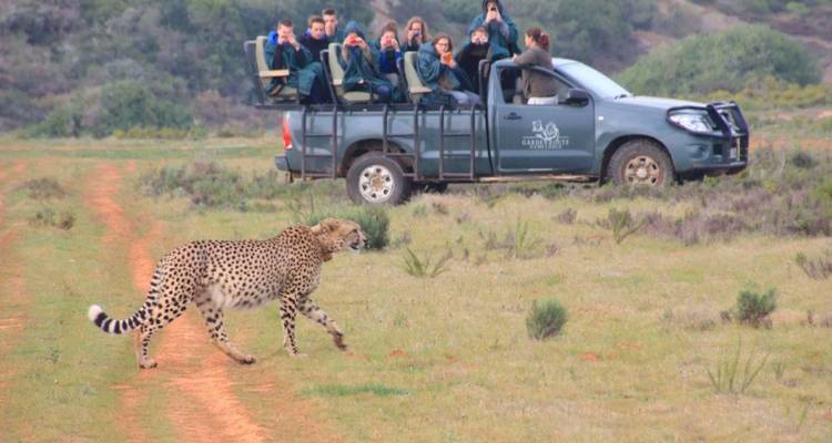 Un guépard traverse un chemin poussiéreux pendant qu'un véhicule de safari surélevé rempli de visiteurs observe.