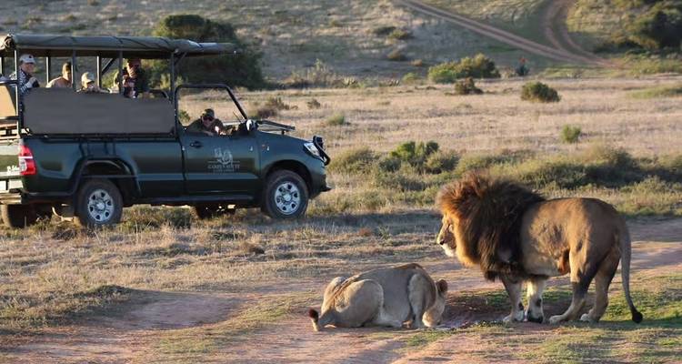 Une paire de lions se prélasse près du véhicule de safari tandis que les touristes observent à distance sécuritaire.