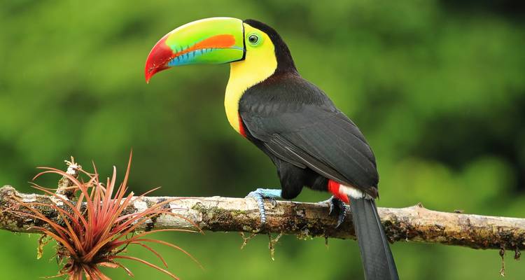 Kleurrijke kielbektoekaan zittend op een bemoste tak in weelderig regenwoud