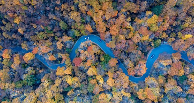 Luftaufnahme einer sich schlängelnden Straße, die durch dichten bunten Herbstwald führt.