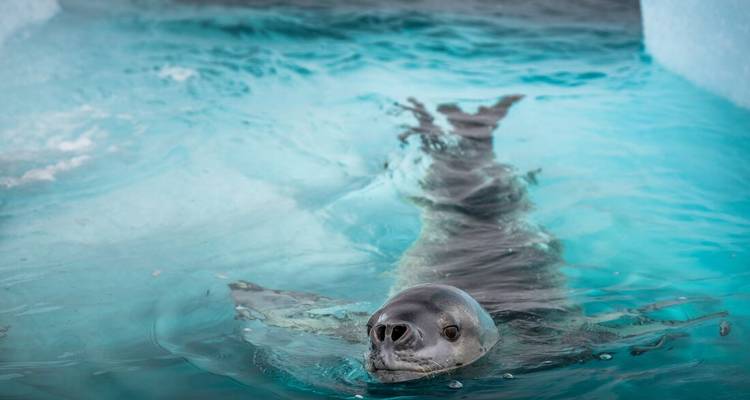 Gros plan d'un phoque nageant dans l'eau turquoise de l'Antarctique au milieu de la glace.