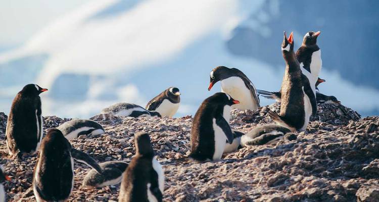 Colonie de manchots papous sur un site de nidification rocheux avec de la neige floue en arrière-plan.