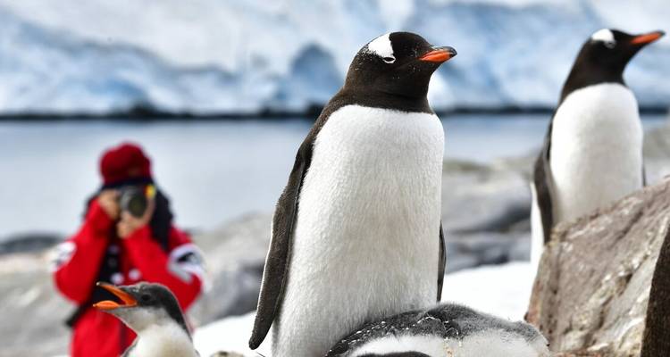 Manchot papou au premier plan avec un touriste photographiant en parka rouge en arrière-plan.