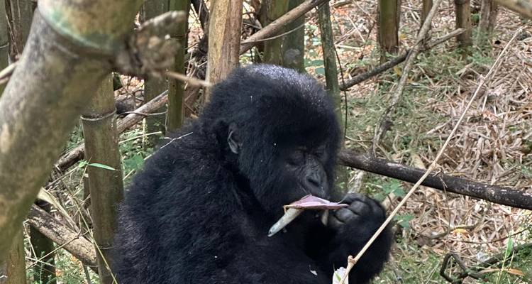 Un gorille de montagne est assis parmi les bambous en mâchant de la végétation dans une forêt ougandaise.