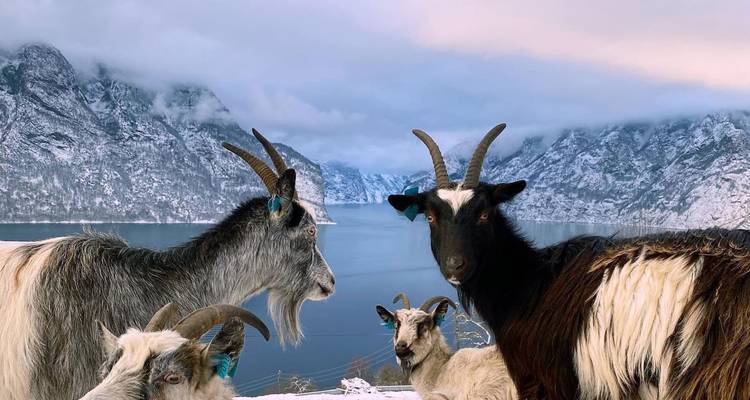 Chèvres debout sur une crête enneigée surplombant un fjord gelé entouré de montagnes hivernales spectaculaires.