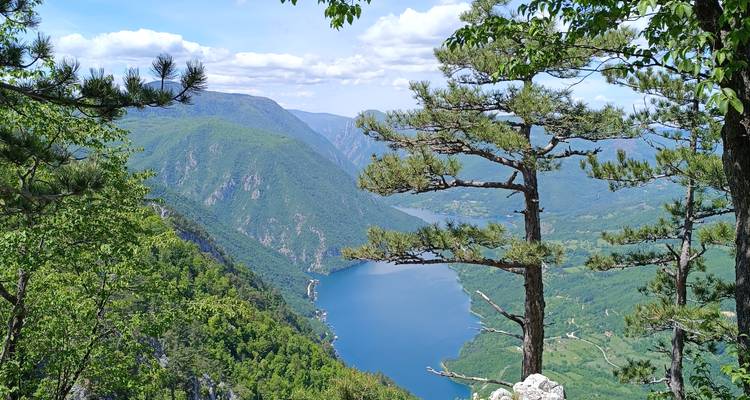 Een eenzame dennenboom omlijst een diepblauwe rivierkloof omringd door weelderige groene bergen onder verspreide wolken.