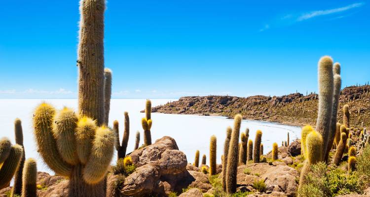 De grands cactus dorés se dressant au-dessus de la plaine de sel blanc aveuglant sous un ciel bleu éclatant.