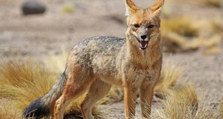 Renard des Andes dressé en alerte dans un paysage aride avec des herbes dorées.