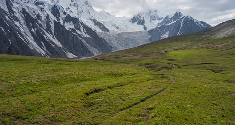 Prairie alpine luxuriante menant à des sommets enneigés lointains sous un ciel nuageux.