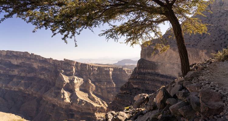 Dramatic canyon cliffs of Oman lit by warm light, framed by a solitary tree branch with hazy plains in the distance.