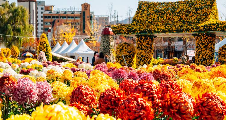 Champ vibrant de chrysanthèmes jaunes, oranges et rouges lors d'un festival floral avec des visiteurs, des tentes blanches et des bâtiments urbains en arrière-plan.
