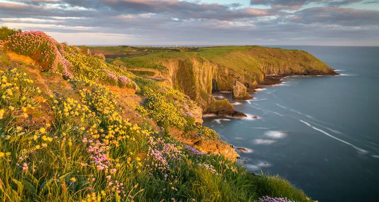 Acantilados costeros cubiertos de flores que se precipitan hacia el Océano Atlántico bajo la cálida luz del atardecer.