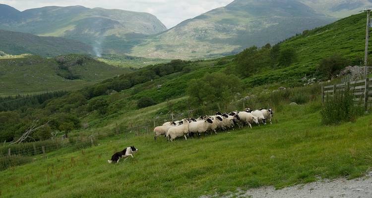 Un perro pastor reúne un rebaño de ovejas en una ladera verdosa con montañas distantes de fondo.