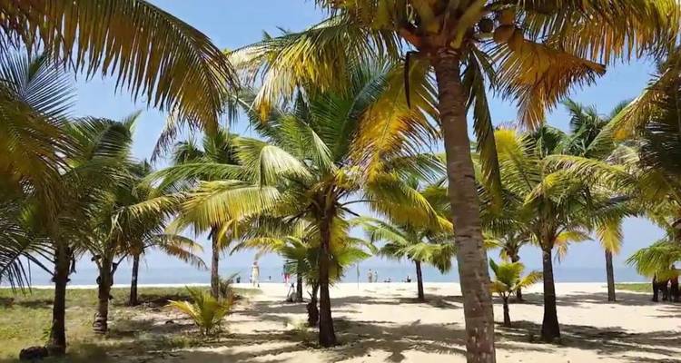 Groupe de cocotiers ombrageant un bord de mer sablonneux avec aperçu de l'océan.