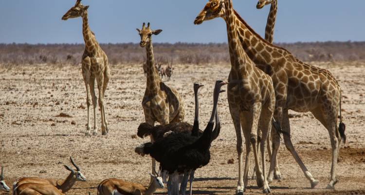 Las jirafas, avestruces y antílopes se reúnen en una seca planicie de Etosha bajo un cielo sin nubes.