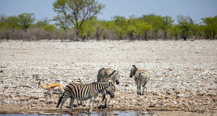 Las cebras y una gacela beben de un charco poco profundo en una llanura pedregosa salpicada de árboles arbustivos.